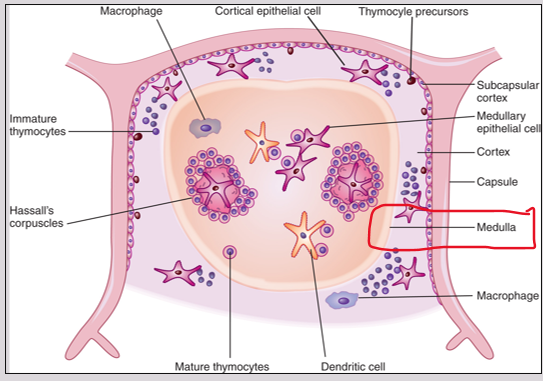 <p>Inner regions of Thymus </p><p><span>ensures that developing T cells do not attack the body's own tissues by eliminating self-reactive cells through negative selection.</span></p>