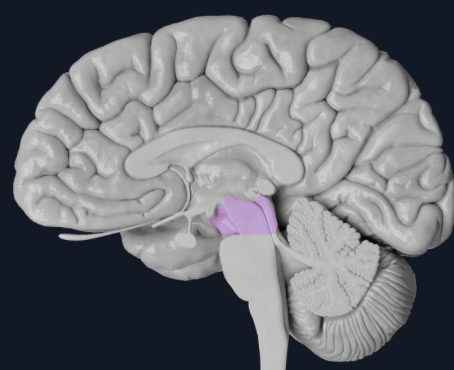 <p>most superior/rostral struture of the brainstem, controls autonomic reflexive behaviors dealing with ision and audition </p>