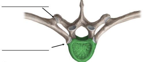 <p>What joint is the bottom arrow pointing to?</p>