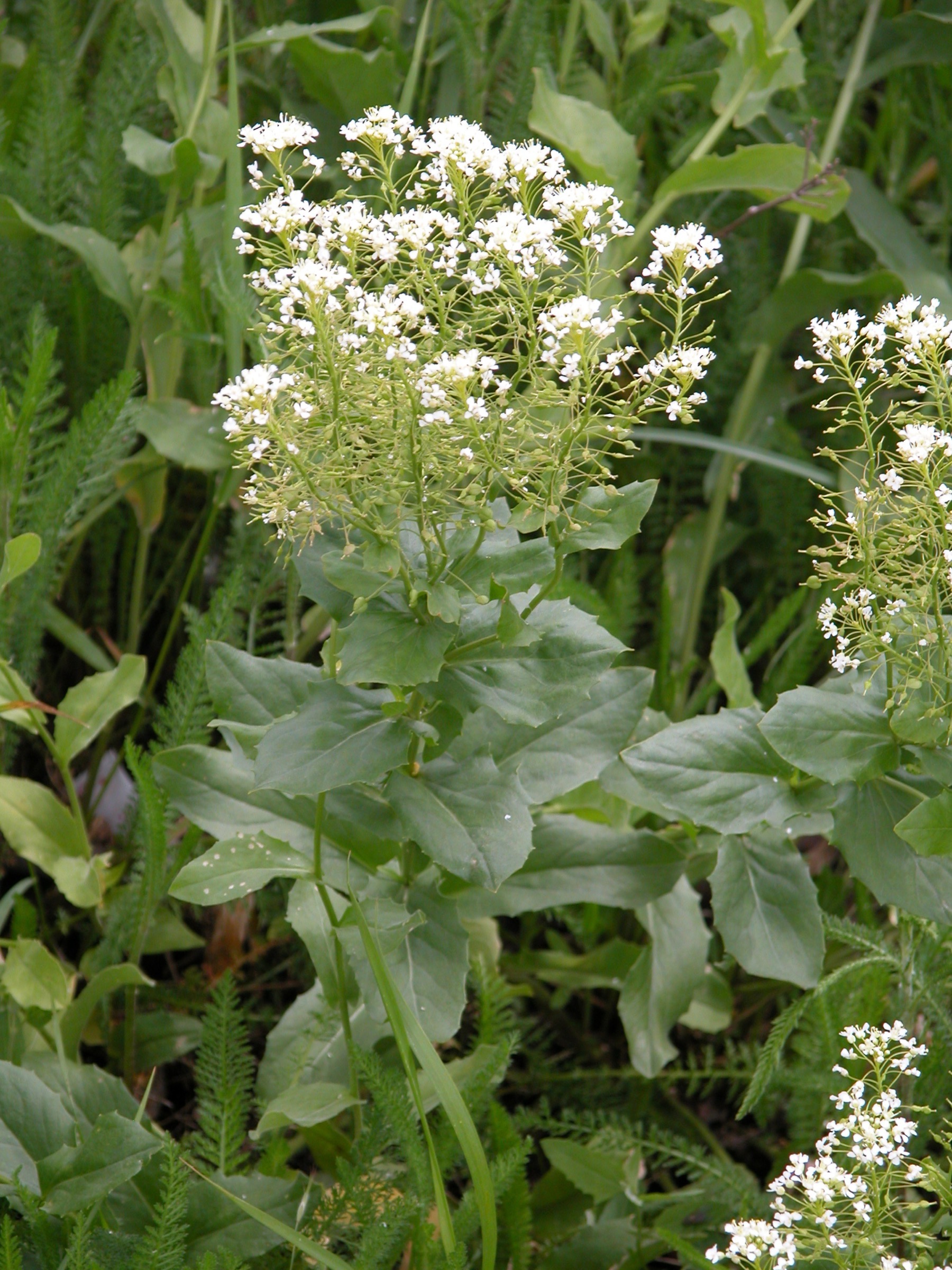 <p>Cardaria draba - Violaceae</p><img src="blob:null/ab4ec699-199e-438b-9809-8d4982a96330" alt="Obrázek - Lepidium draba (vesnovka obecná) | BioLib.cz">