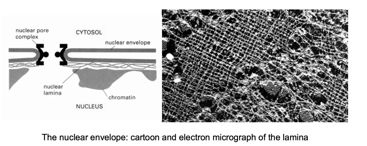<ul><li><p>Lamin fibres extend into the lumen of the nuclei</p></li></ul><p></p>