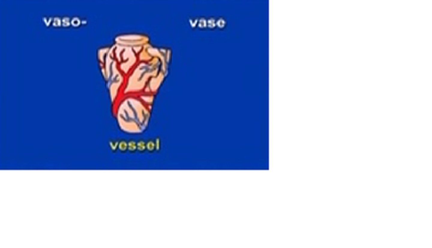 <p>vessel</p>
