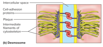 <p>Desmosome</p>