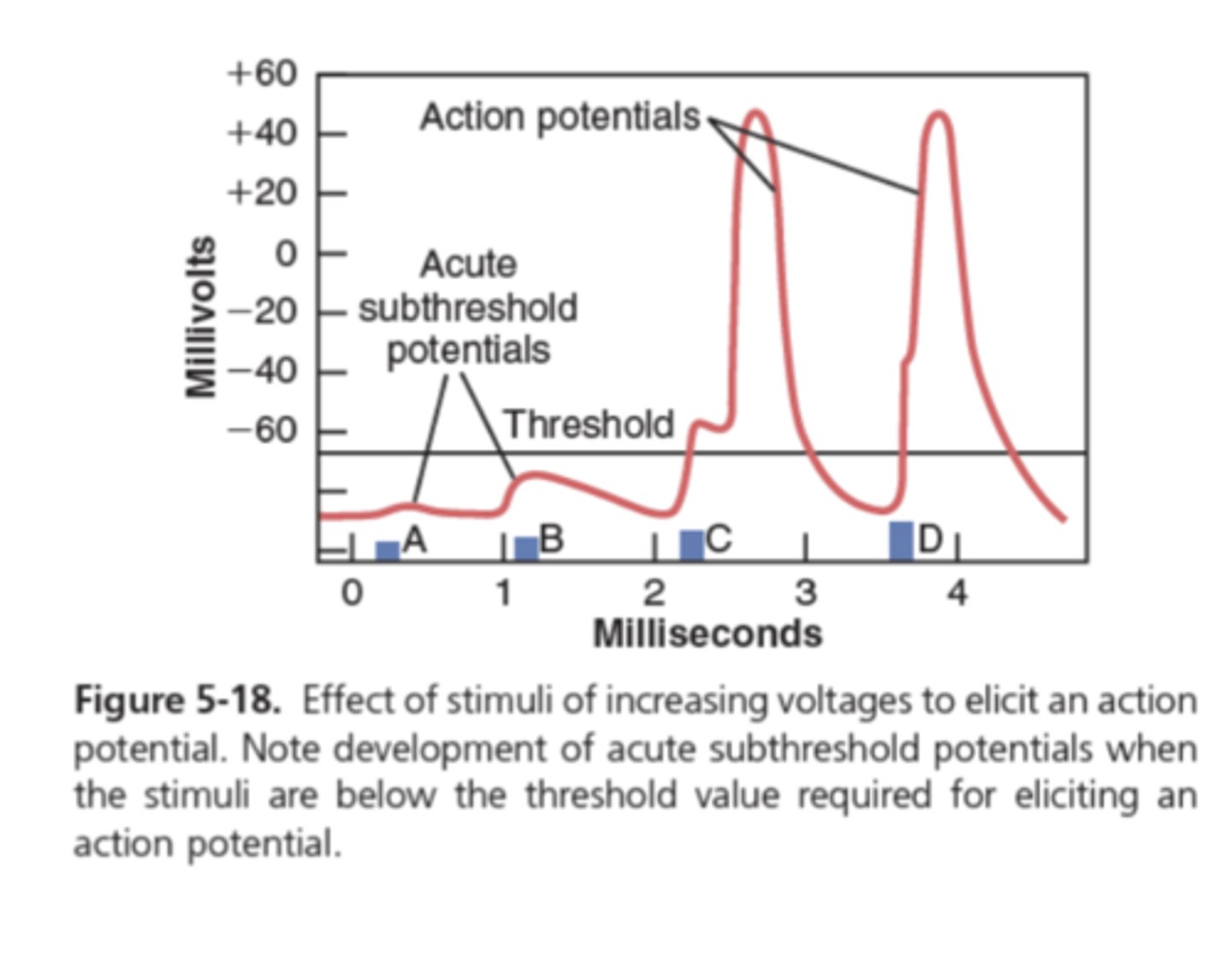 <p>What does a action potential cause? </p>