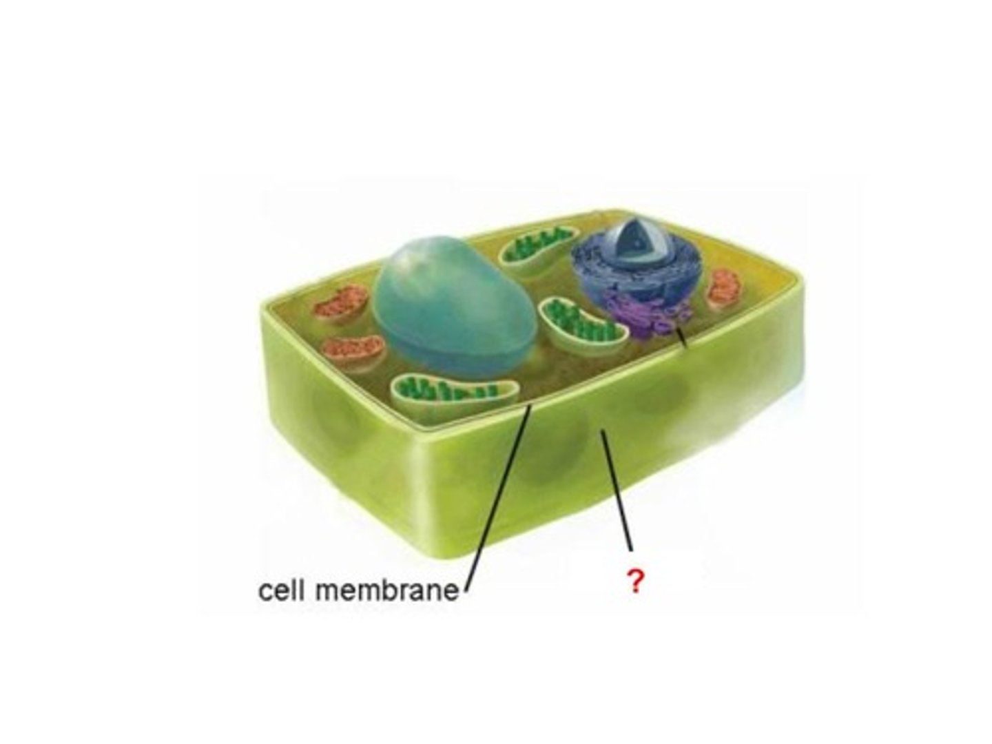 <p>A rough, rigid structure around the outside of the cell membrane in plant cells only; primarily made of cellulose</p>
