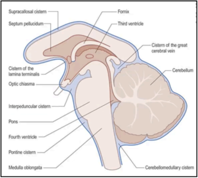 <p>subarachnoid cisterns</p>