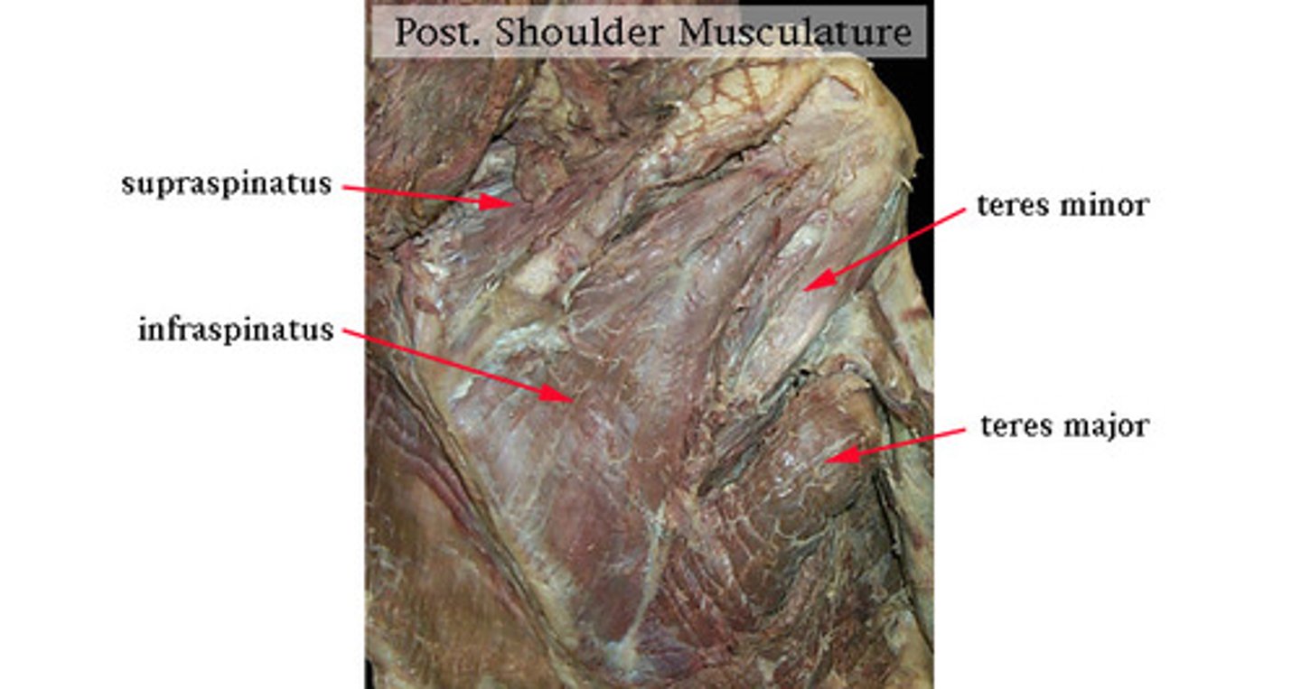 <p>1st one down from the left; Abducts arm; stabilizes the head of the humerus in glenoid cavity; , -Extends from the scapula to the humerus</p>