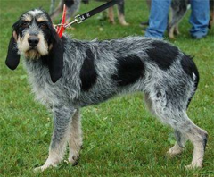 <p>Origin: France</p><p>Height: 19-22 in</p><p>Weight: 37-40 lbs</p><p>Life Span: 12-13 yrs</p><p>Type: Scent Hound</p>