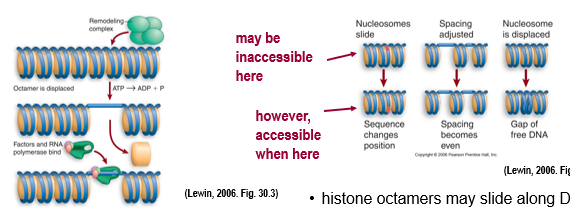 <p>essential; sufficient</p><p>acetylation of histone tail makes the chromatin less compact but we still have nucleosomes intact which need to be repositioned to expose promoter elements - chromatin remodeling protein complexes</p><ul><li><p>use ATP energy to remodel and move nucleosomes out of the way (displace histone or slide it along DNA)&nbsp;</p></li><li><p>swi/snf proteins are important for altering structure of nucleosome core, swi proteins move/remove/replace nucleosomes on DNA&nbsp;</p></li><li><p>remodeling complexes don’t bind DNA sequences themselves → are recruited by activators or repressors</p></li></ul><p></p>