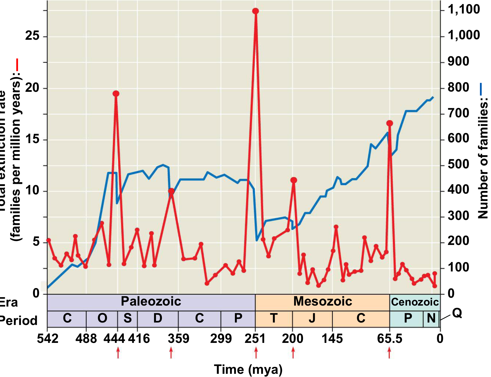 <p>Years: around 65.6 Mya</p><p>Extinction: 60%</p><p>What happened: <span>Large asteroid (6-9 miles wide) hit Earth at speed of 12,000 km/hr. Debris from strike came down for thousands of miles, set forests on fire, and started a nuclear winter (sun blackened out). Events led to the collapse of the food web. Process</span><br><span>took ~32,000 years</span></p>