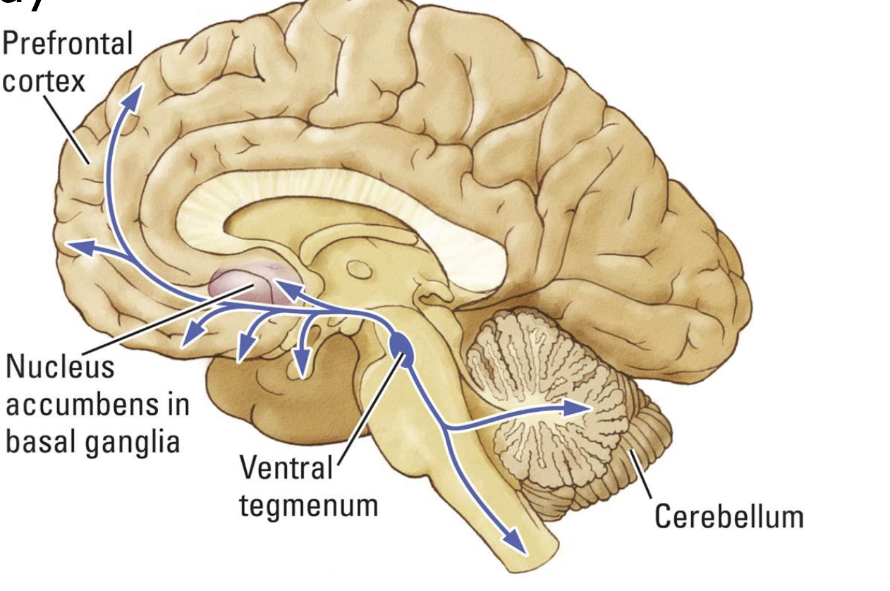 <p>mesocorticolimbic pathway</p>