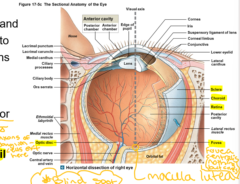 <p>Optic disc</p>