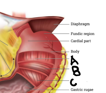 <p>middle layer of muscle fibers encircles the stomach and constricts it when it contracts, which helps to break down food and move it through the digestive system, B</p>