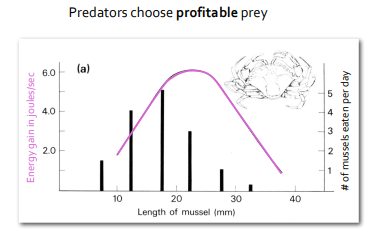 <ul><li><p>the theory that NatSec will act to favour foraging / feeding behaviour that minises the costs, and maixmises the benefits</p></li><li><p>this is backed by the idea that everything an organism does has cost - foraging / feeding behaviour should balance the cost of obtaining / searching for food (e.g. predator risk, energy cost), with the reward of the food</p></li><li><p>e.g.&nbsp;predators choose profitable prey, with a balance between ease of obtaining, and survival benefit / nutritional reward of the food item</p></li><li><p>e.g. Crabs, eat more medium sized mussels VS smaller &amp; larger, as they provide more overall energy considering the energy input to open them - larger mussels more food but harder to obtain and open - smaller mussels easier to obtain and open but less food reward from this cost&nbsp;</p></li></ul><p></p>