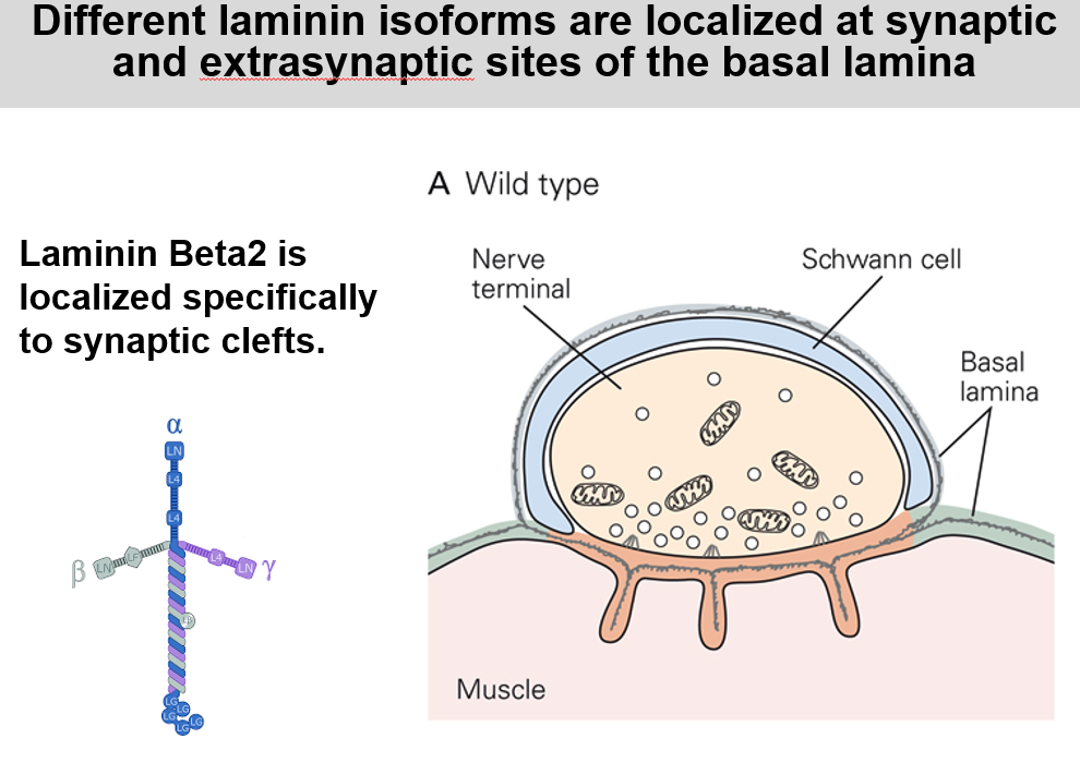 <p>If you get an antibody against laminin beta2 and stain a neuromuscular junction. You will only see laminin?(I think) localized at the synaptic cleft. </p>