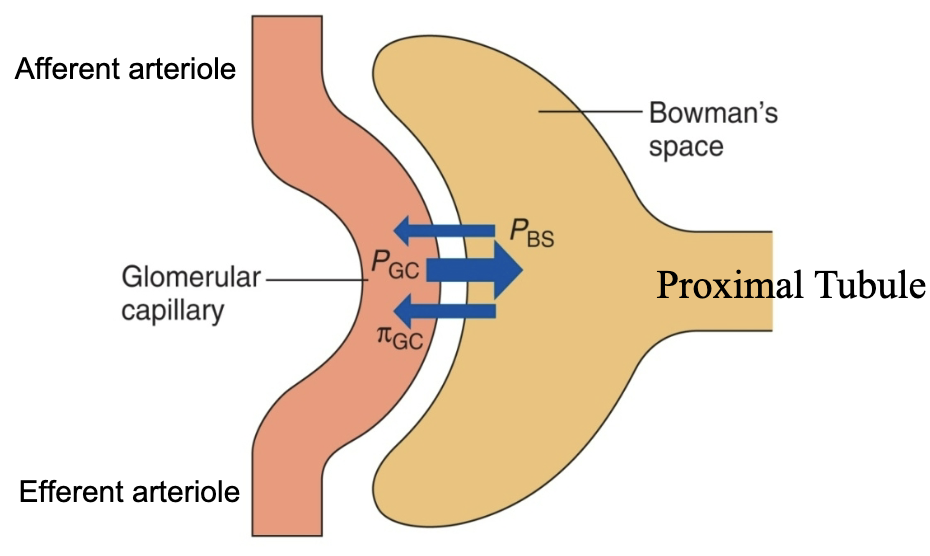 <p>favoring filtration</p><ul><li><p>glomerular capillary blood pressure (PGC) → 60 mmHg</p></li></ul><p>opposing filtration</p><ul><li><p>fluid pressure in bowmans space (PBS) → 15 mmHg</p></li><li><p>osmotic force due to protein in plasma (πGC) → 29 mmHg</p></li></ul><p><strong>Net glomerular filtration pressure = PGC - PBS - πGC → 16 mmHg</strong></p><p></p>