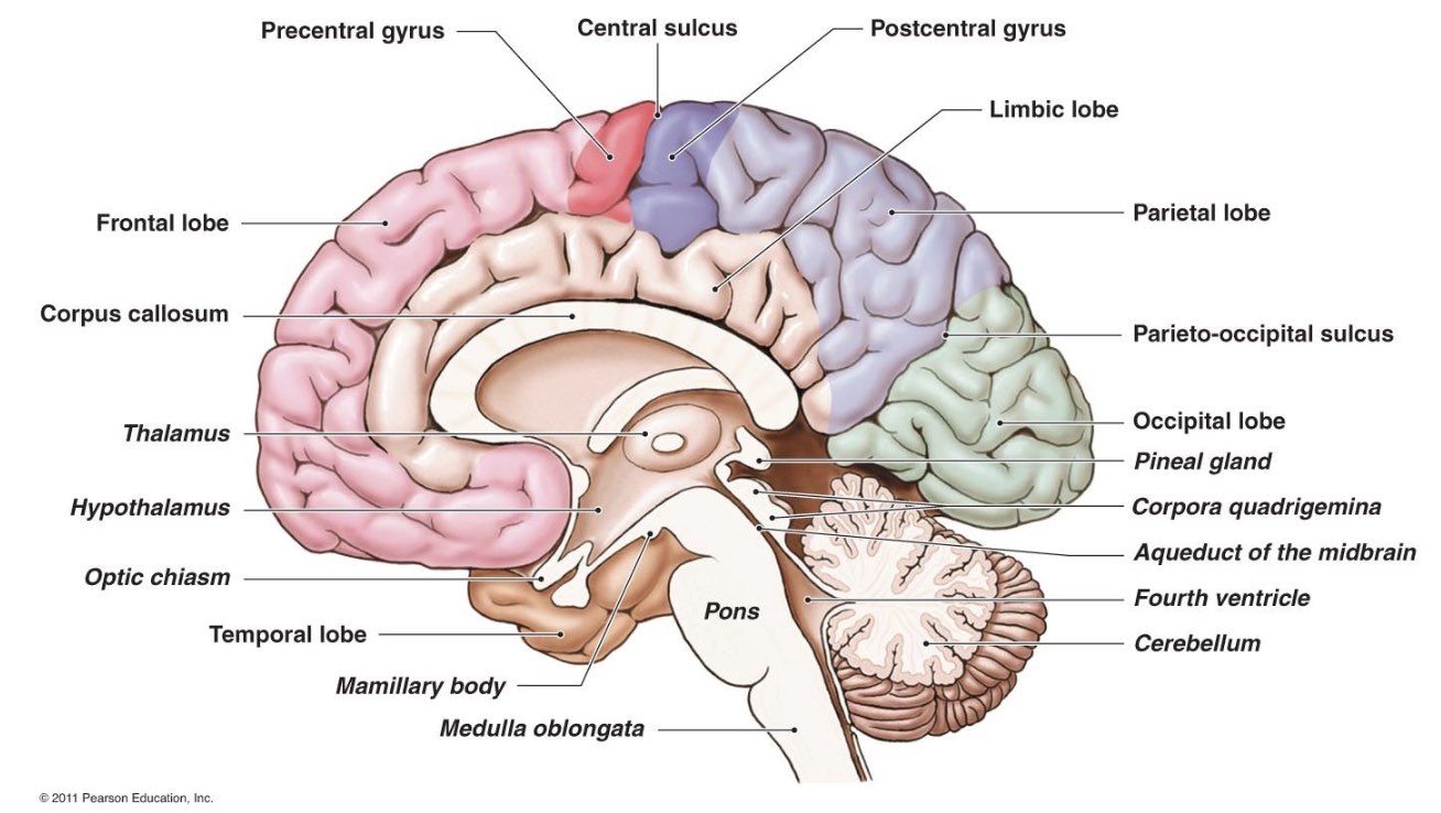 Brain Labeled