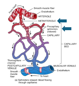 <p>Small branches of arteries controlling flow into capillaries.</p>