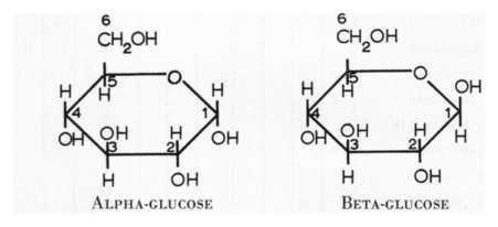 on the alpha-glucose the H is pointed up on while on the beta-glucose the H is pointed down