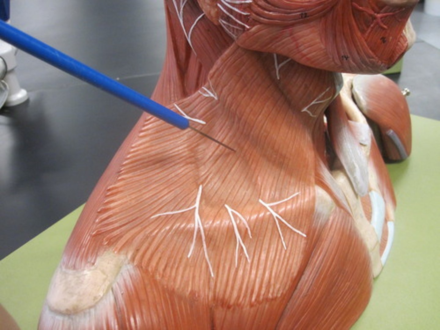 <p>Broad muscle extending from the chest and shoulder muscles to the side of the chin</p><p>action: tenses the skin of neck; pulls lower lip inferiorly</p>