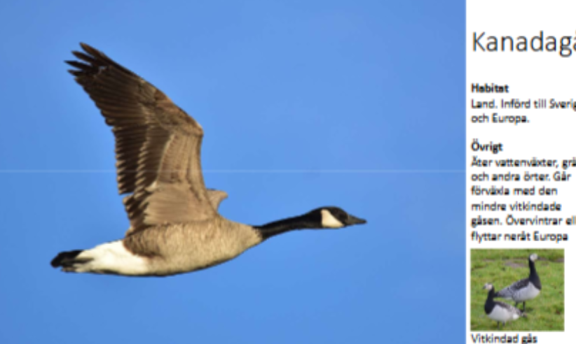 <p>Habitat: Land. Införd till Sverige och Europa. </p><p>Övrigt: Äter vattenväxter, gräs och andra örter. Går förväxla med den mindre vitkindade gåsen. Övervintrar eller flyttar neråt Europa. </p>