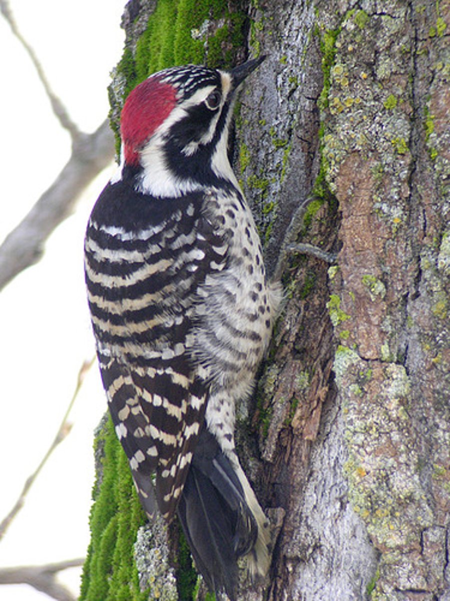 knowt flashcard image