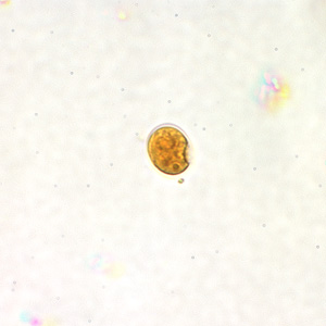 <p>four nuclei. centrally karyosome only visible in trichrome stain</p>