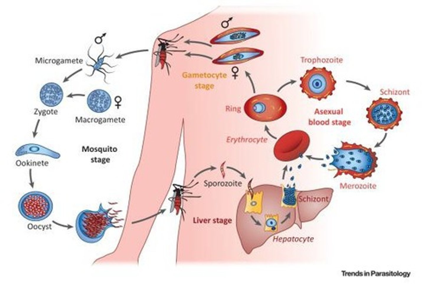 <p>They inhibit DNA gyrase, an enzyme necessary for DNA replication; an example is Ciprofloxacin.</p>