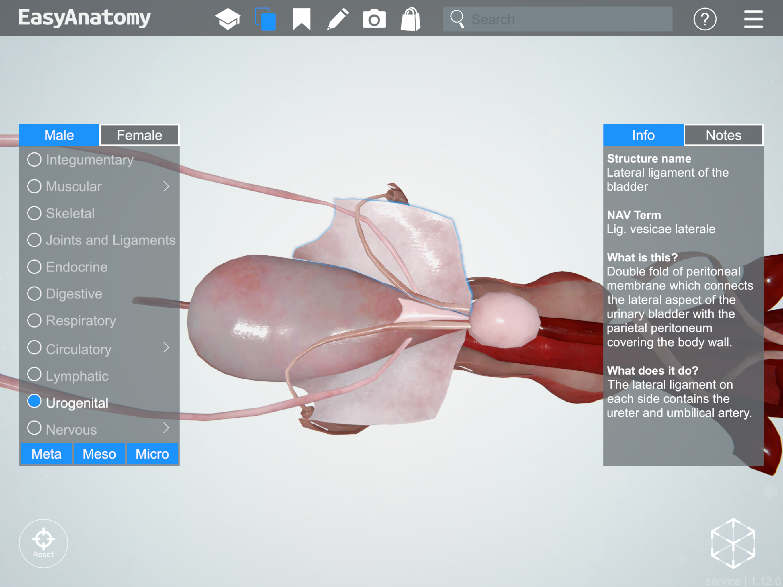 <ol><li><p>Ventral median ligament: very thin structure connecting bladder to linea alba &amp; pelvic symphysis.</p></li><li><p>Lateral ligaments: attach pelvic walls &amp; contain fat along with distal portion of ureter &amp; umbilical artery on each side.</p></li></ol><p></p>