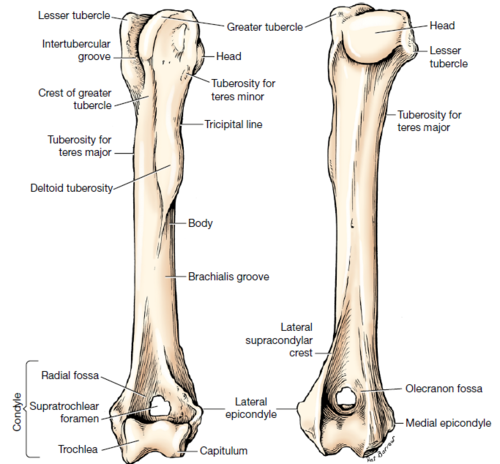 <p>Humerus</p>