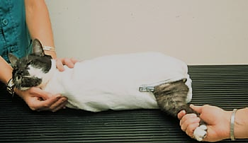<ul><li><p><span>Sometimes less is more</span></p></li><li><p><span>Stretch out</span></p></li><li><p><span>Use scruff of neck</span></p></li><li><p><span>Kitty burrito</span></p></li><li><p><span>Cat bag</span></p></li><li><p><span>Muzzle</span></p></li><li><p><span>Ask for help</span></p></li></ul><p></p>