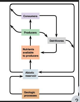 <p>(Biogeochemical cycle) = a geological process with an abiotic reservoir (chemicals unavailable) → chemicals come out and become available to producers → producers eat these and transfer to consumers → everyone dies and becomes detritus → decomposers break them down → chemicals available to producers / abiotic reservoir again</p><ul><li><p>the water cycle (not biogeochemical but still important)</p></li><li><p>the carbon cycle</p></li><li><p>the nitrogen cycle&nbsp;</p></li><li><p>the phosphorus cycle&nbsp;</p></li></ul><p></p><p></p>