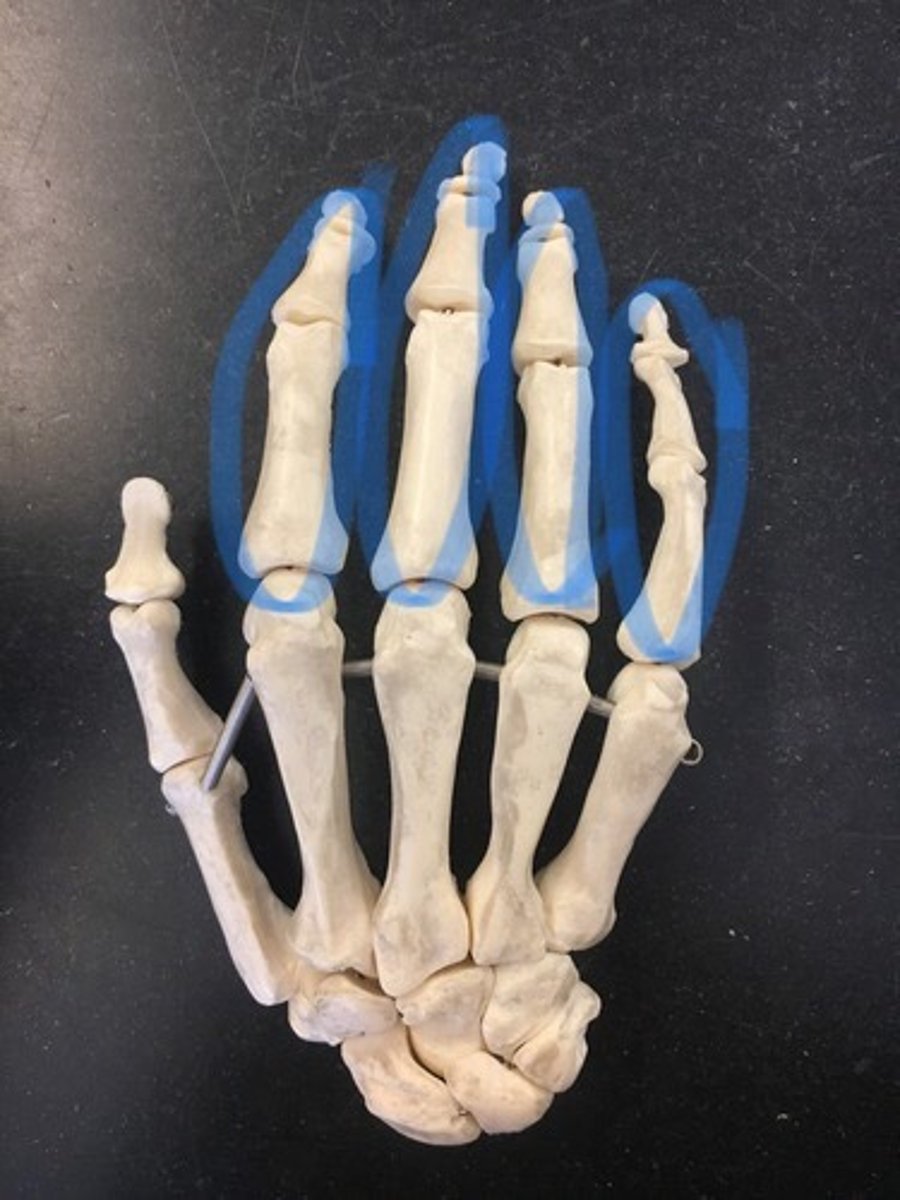 <p>3 bones; proximal, middle, distal</p>