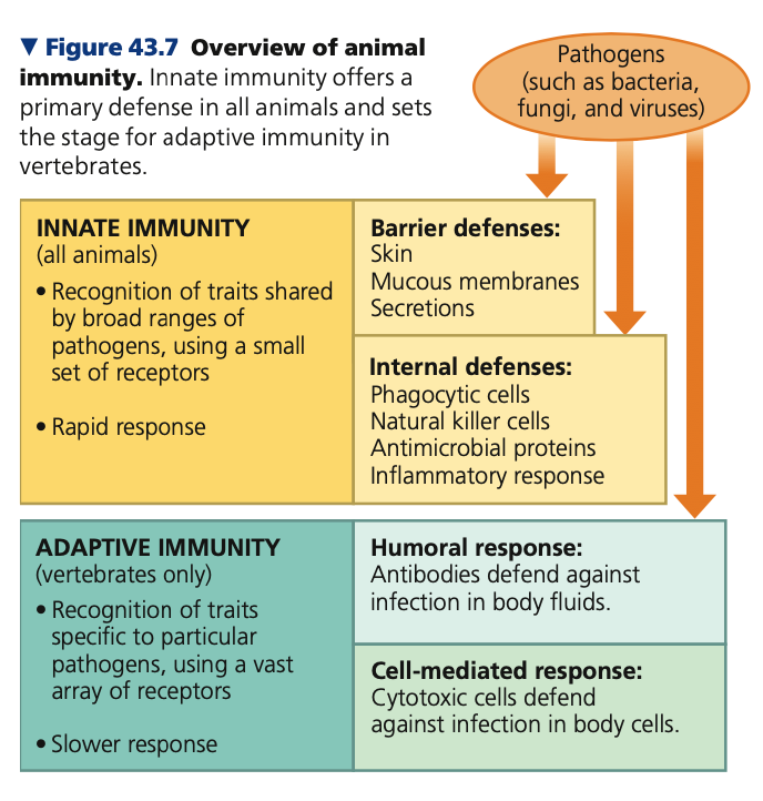 **Adaptive immunity**

* Unique to ______ (AKA acquired immune response)
* Molecular recognition relies on many different receptors
  * Recongizes a specific part of a specific molecule on a specific pathogen


* _____ response
* Activated by innate immune system
  * Develops ____
  * Enhanced by previous exposure to pathogen