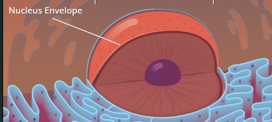 <p>Nuclear envelope </p>