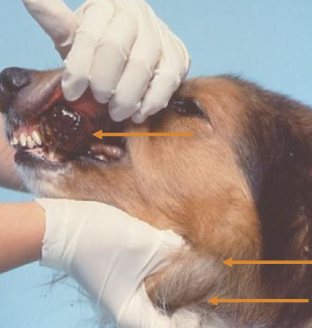 <ul><li><p>almost ALWAYS malignant </p></li><li><p>majority invades bone (locally invasive)</p></li><li><p>metastasis is COMMON</p><ul><li><p>LNs and lungs most common</p></li><li><p>tonsils </p></li><li><p>other sites </p></li></ul></li></ul><p></p>