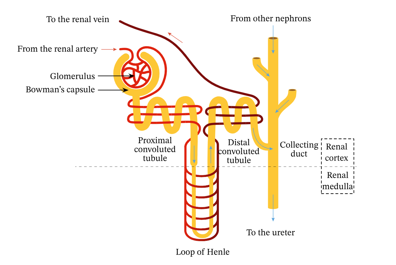 Nephron