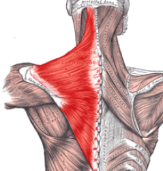 <p>scapula mover - adduction (pulling up)</p><ul><li><p>nerve: accessory nerve</p></li></ul>