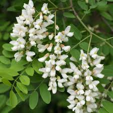 <p><em>Robinia </em></p>