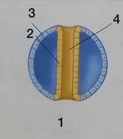 <ol><li><p>se forma un tubo digestivo completo. 2.Endodermo</p></li><li><p>Ectodermo</p></li><li><p>Tubo digestivo</p></li></ol>