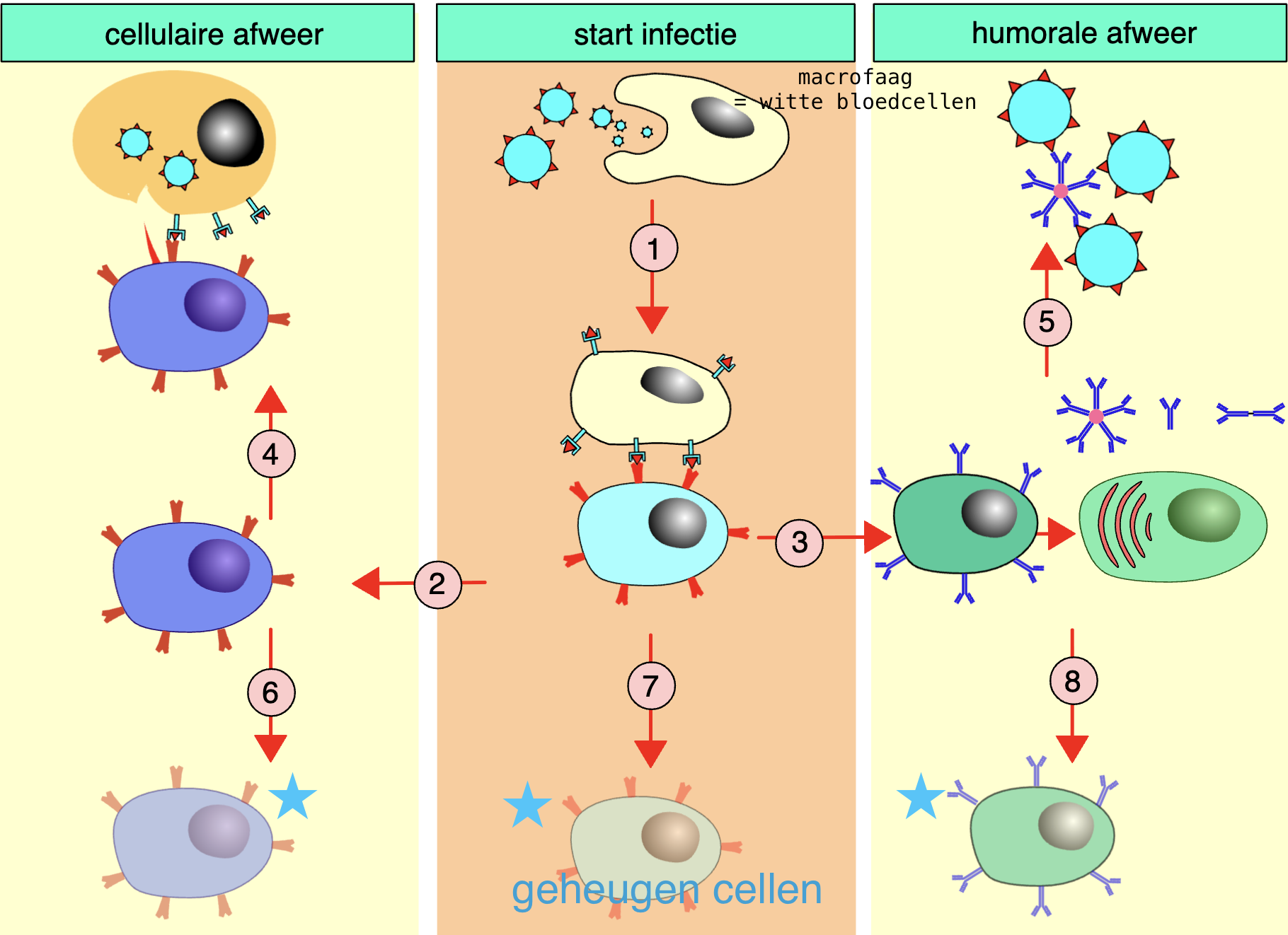 <p>Door <strong>celperforatie</strong> (gaatjes maken in het celmembraan) zodat ze afsterven.</p>