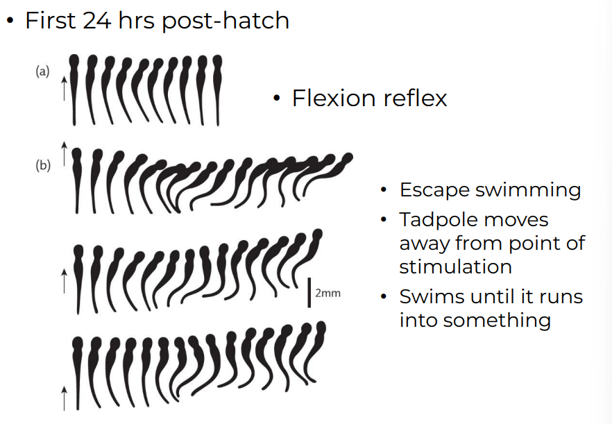 <p>Fexion reflex, and tadpole moves away form point of stimulation. They Swim until it runs into something</p>