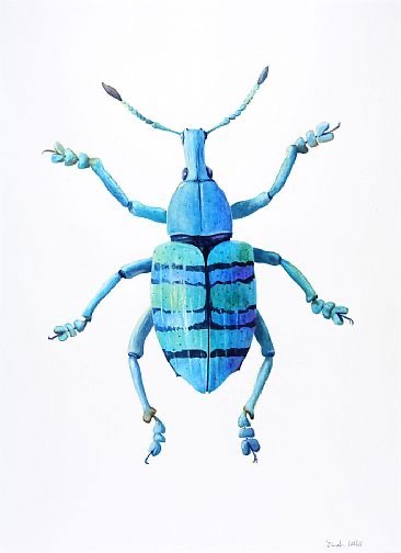 <p>Blue weevil beetle</p>