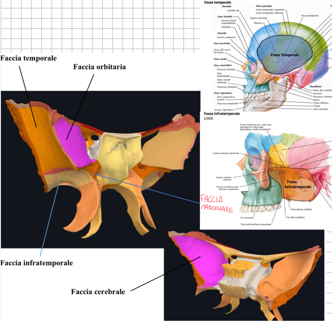 <p>1- Faccia Cerebrale (endocranica) → rivolta verso la cavità cranica → fa parte del pavimento della fossa cranica media (è dove si aprono i 3 fori rotondo, ovale e spinoso)</p><p>2- Faccia Orbitaria (extracranica) → forma quadrangolare piatta → fa parte della parete laterale della cavità orbitaria → è delimitata dalla fessura orbitaria superiore e inferiore</p><p>3- Faccia Temporale e Infratemporale (extracranica) → lateralmente e separate dalla cresta infratemporale → rispettivamente esposti alla fossa temporale e infratemporale</p><p>4- Faccia Mascellare → punto di incontro tra corpo dello sfenoide, grande ala e processo pterigoideo → è rivolta verso la fossa pterigopalatina</p><p></p>