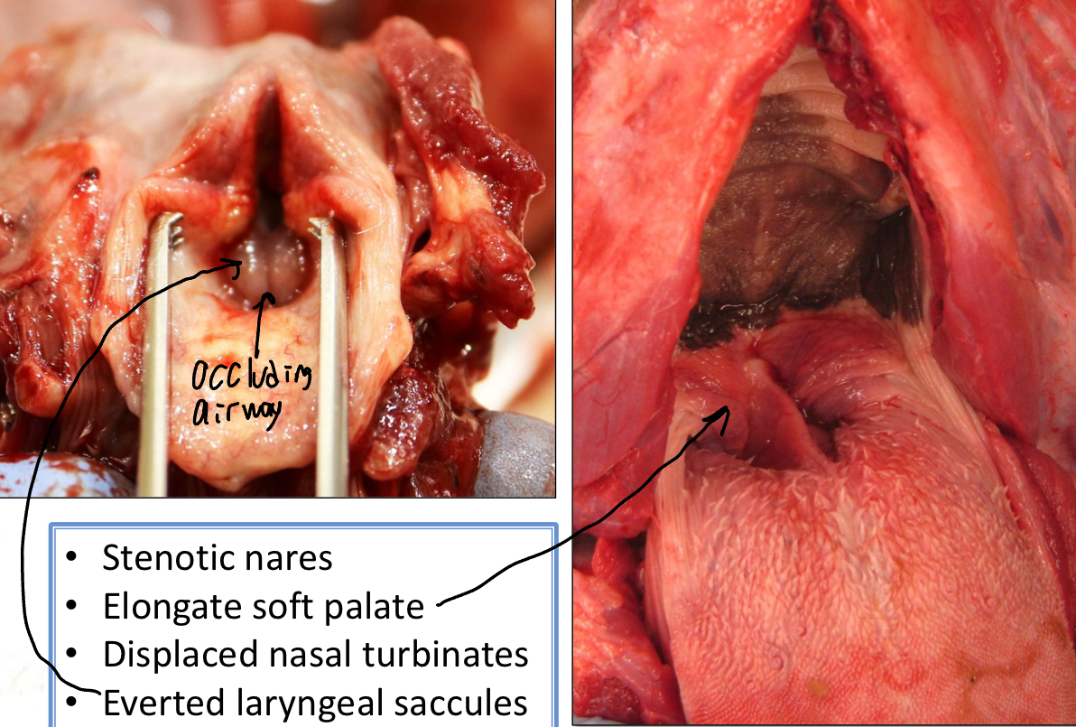 <ul><li><p>Found in brachycephalic dogs</p></li><li><p>Characterized by </p><ul><li><p>Stenotic Nares</p></li><li><p>Elongated nasal turbinates</p></li><li><p>Displaced nasal turbinates</p></li><li><p>Everted laryngeal saccules</p></li></ul></li></ul><p></p>