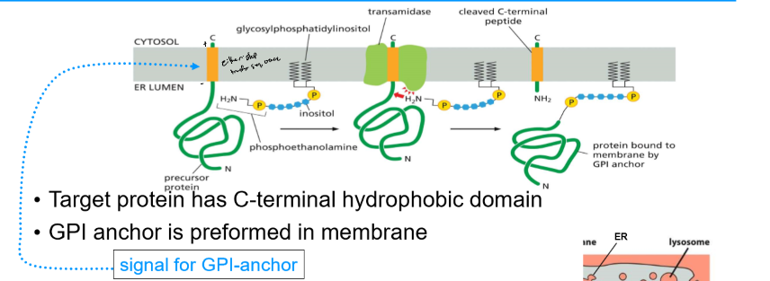 <ul><li><p>target protein has C-terminal hydrophobic domain (signal for GPI anchor)</p></li><li><p>GPI anchor is preformed in membrane</p></li><li><p>ER enzyme transfers protein to GPI anchor</p></li><li><p>GPI-anchored protein ends up on ER luminal side and can go to cell exterior surface</p></li></ul>