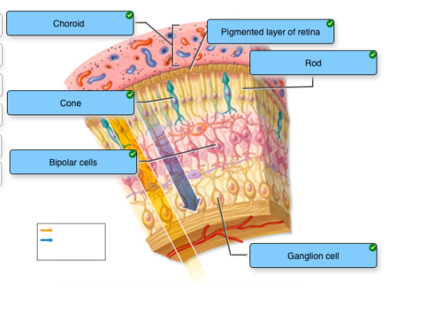 knowt flashcard image