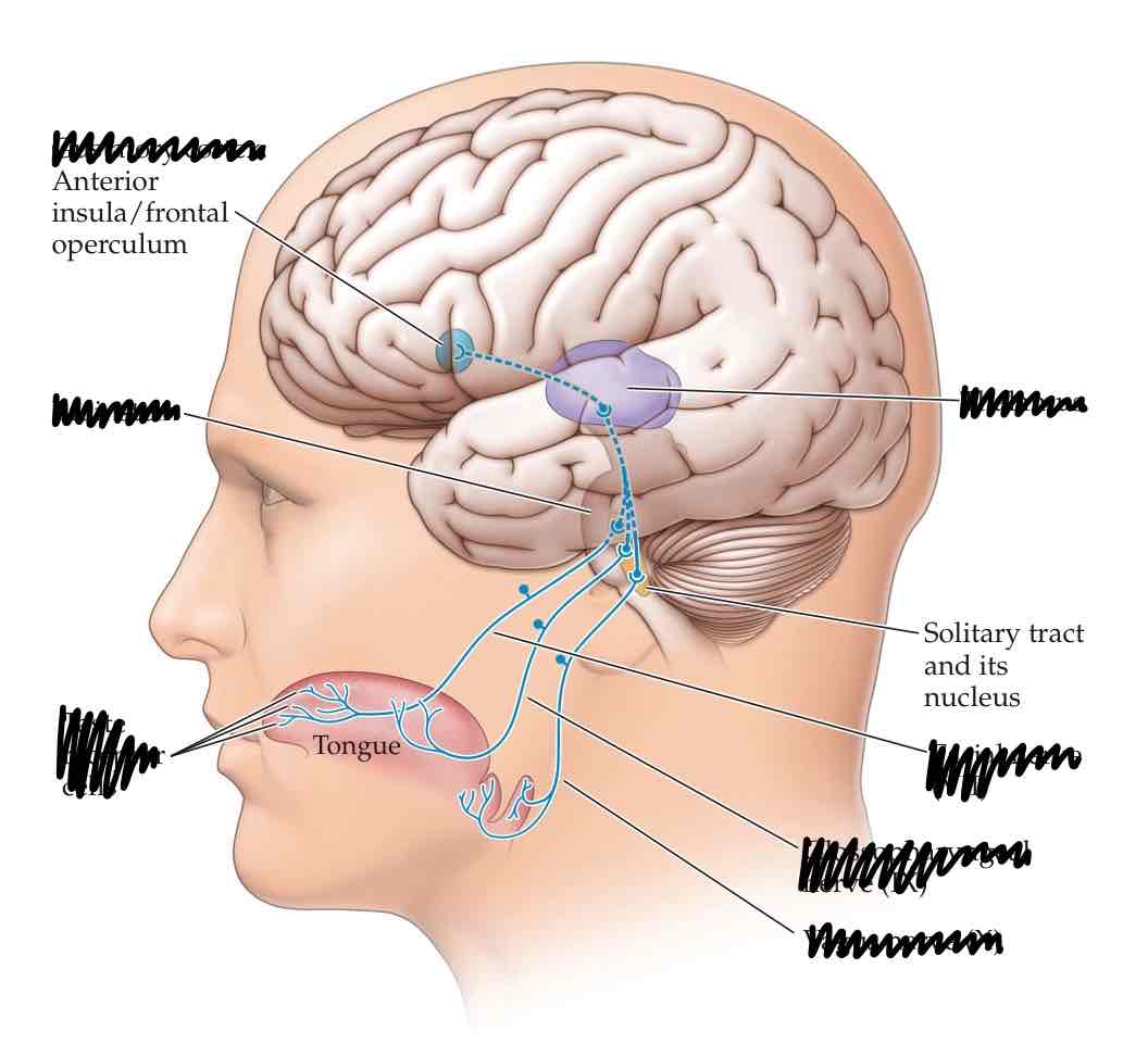 <p>describe the pathway of the gustatory system</p>