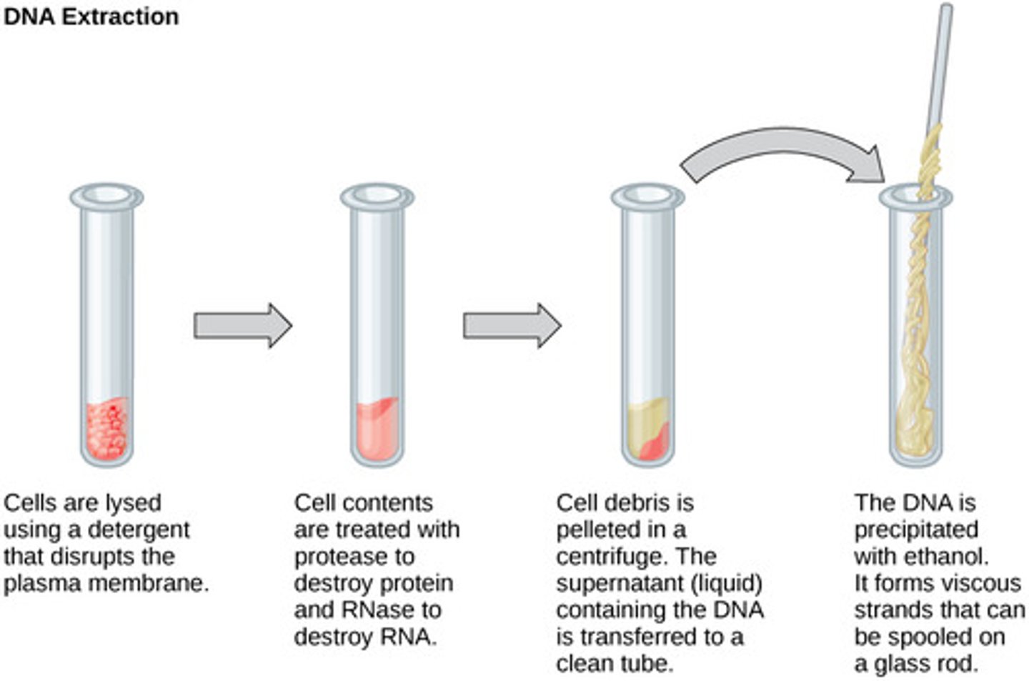 <p>the opening of cells to separate/isolate DNA from other cell parts</p>