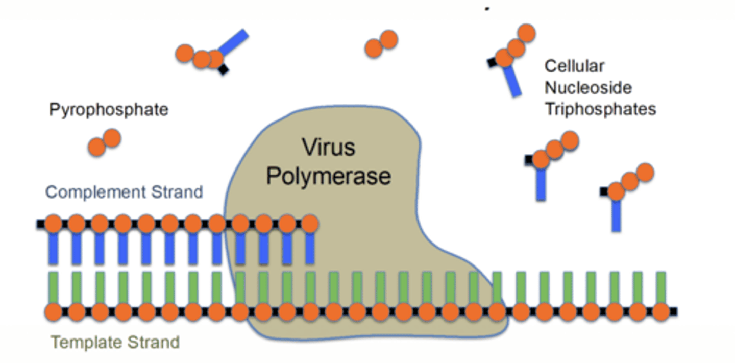 <p>viral DNA polymerase (not host)</p>